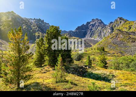 Giornata di sole nella foresta montana-tundra. Agosto. Montagne Sayan orientali. Buryatia. Russia Foto Stock