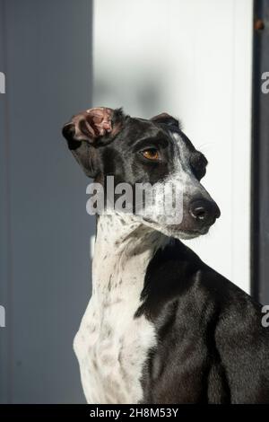 Greyhound Ruby posa sul muro bianco Foto Stock