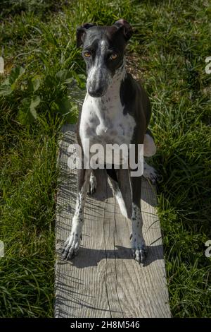 Greyhound Ruby posa su tavola di legno. Cane che posa come modello umano Foto Stock