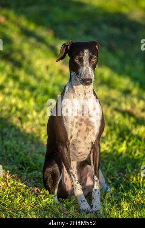 Ruby su sfondo verde colorato. Piccolo Greyhound in posa su Shady Meadow. Foto Stock