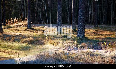il primo gelo nella foresta con luce solare magica Foto Stock