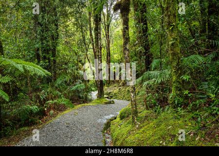 Moss coperto lussureggiante foresta di faggio verde sotto la pioggia, Franz Josef Glacier, South Island Foto Stock