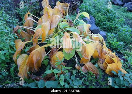 Foglie gialle dell'hosta dopo il primo gelo. Foglie appassite di ospiti. Foto Stock