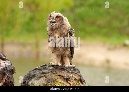 Wild Eurasian Eagle Owl si siede fuori su un tronco di albero sotto la pioggia. Rosso-eyed, sei-week-old uccello di preda. Piovendo, pioggia tempo piovoso. Foto Stock