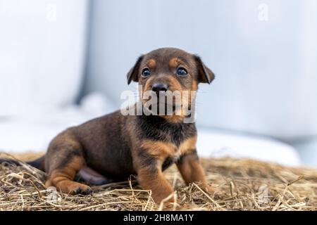 Il marrone Jack Russell di un mese si erge su un fieno. Fuori per la prima volta, temi animali, fuoco selettivo, sfocatura. Foto Stock