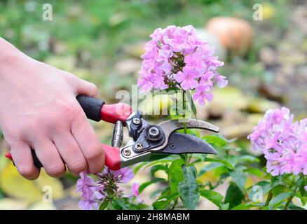 Crescere un flox alto panicled nel giardino. Un giardiniere sta deadesadendo un paniculata di phlox rosa per estendere la stagione di fioritura e avere più fiori di flox. Foto Stock