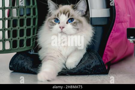 Ragdoll gatto in carrier Foto Stock