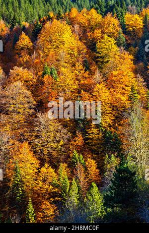 Autunno nella regione di Aspropotamos, Trikala, Tessaglia, Grecia. Vista dal villaggio di Stefani (vecchio nome 'Skliniasa') ad un'altitudine di circa 1400 metri. Foto Stock