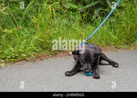 Il giovane cane Kaya ha trovato un manichino per strada e vuole usarlo Foto Stock