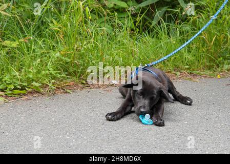 Il giovane cane Kaya ha trovato un manichino per strada e vuole usarlo Foto Stock