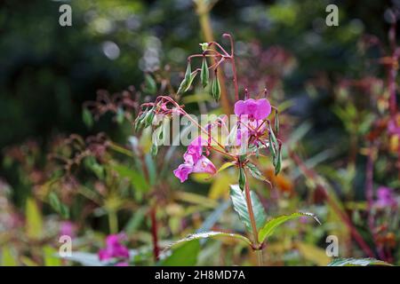Balsamo Himalayan, fiori e cialde di semi Foto Stock