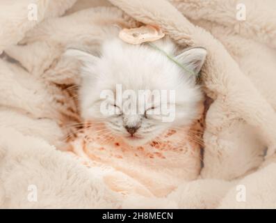 Ragdoll gattina dormiente Foto Stock