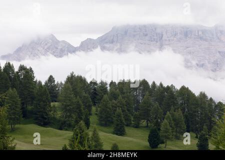 Pineta e Dolomiti ricoperte di fitta nebbia Foto Stock