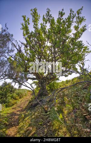 grande foresta di fanal in bella isola di madeira Foto Stock