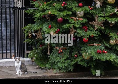 Larry, il gatto numero 10, si trova accanto all'albero di Natale in Downing Street, Whitehall, Londra, Inghilterra, Regno Unito. Dicembre 2021 Foto Stock