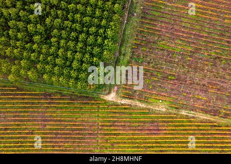Autunno nelle grandi pianure della Tessaglia. Da qualche parte tra Giannouli e Ambelonas, Larissa, Tessaglia, Grecia. Foto Stock