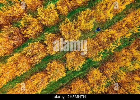 Autunno nelle grandi pianure della Tessaglia. Da qualche parte tra Giannouli e Ambelonas, Larissa, Tessaglia, Grecia. Foto Stock