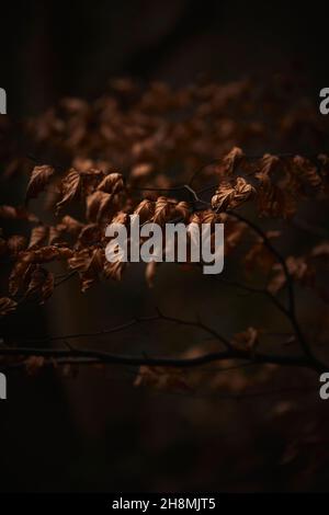 L'autunno dorato lascia su un faggeto Foto Stock