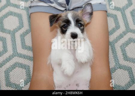Ritratto nuovo jack russell cucciolo cane giocando con un bambino sdraiato Foto Stock