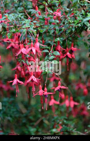 Fucsia 'Riccartonii', fucsia hardy, piccoli, singoli, scarlatto e fiori viola scuro Foto Stock