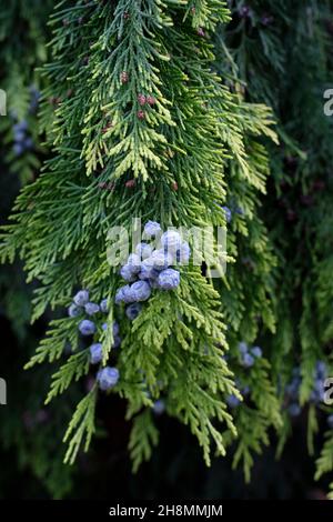 Chamaecyparis lawsoniana 'Stewartii', la cipresso di Lawson 'Stewartii', la falsa cipresso di Lawson 'Stewartii', la cipresso di Port Orford 'Stewartii'. Coni maschio Foto Stock