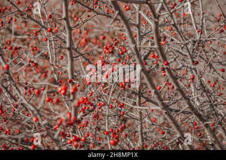 Biancospino con bacche rosse senza foglie. Sfondo marrone Foto Stock