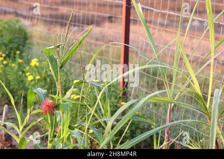 Primo piano della frutta di mais crescente su una pianta di mais all'interno del campo Foto Stock