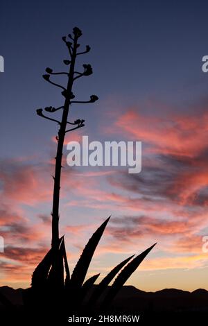 Agave retroilluminato contro cielo sera, cactus, fiore di agave contro cielo sera, silhouette di un'agave, nuvole rosse in serata, Cuevas del Foto Stock