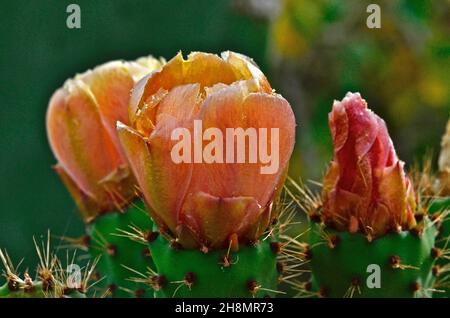 Chumbos fiori, higos chumbos, cactus (cactaceae) pera (Opuntia ficus-indicaÂ ) nopales (Opuntia), Messico, frutta tropicale messicana, cucina messicana Foto Stock