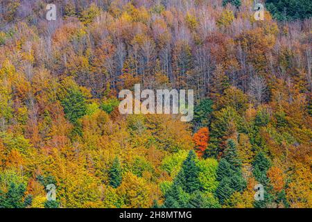 Foreste Casentinesi NP, foreste in autunno, Appennino, Toskana, Italien Foto Stock