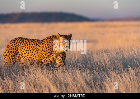 Cheetah (Acinonyx jubatus), prigioniero, camminando attraverso l'erba ghiacciata nella prima luce del sole, Tiger Canyon privato GR, Sudafrica Foto Stock