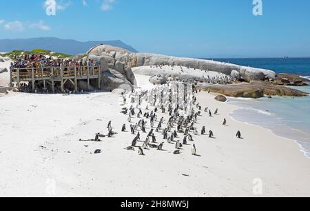 Pinguini africani (Spheniscus demersus), colonia sulla spiaggia, sulla terra, persone su una piattaforma panoramica, Boulders Beach, Simon's Town, Western Cape, South Foto Stock