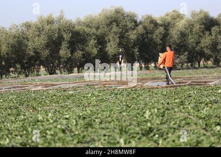 Gli agricoltori palestinesi raccolgono fragole sul campo, a Beit Lahia, nella striscia settentrionale di Gaza, il 30 novembre 2021. Foto Stock