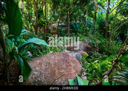 Fond Ferdinand Nature Reserve, Praslin, Seychelles, Praslin, Seychelles Foto Stock