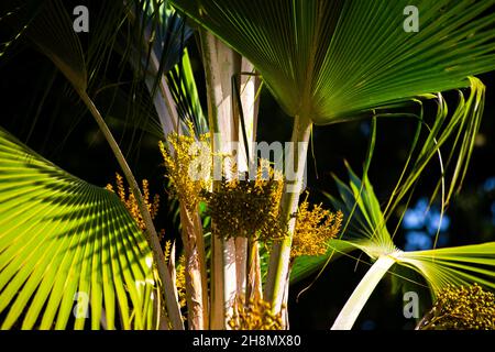 Fond Ferdinand Nature Reserve, Praslin, Seychelles, Praslin, Seychelles Foto Stock