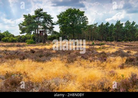 Pini con nasello rialzato nella riserva naturale di ginepro boschetto, Lingen, bassa Sassonia, Germania Foto Stock