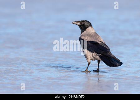 Corvo comune (Corvus corax), Feldberger Seenlandschaft, Meclemburgo-Pomerania occidentale, Germania Foto Stock