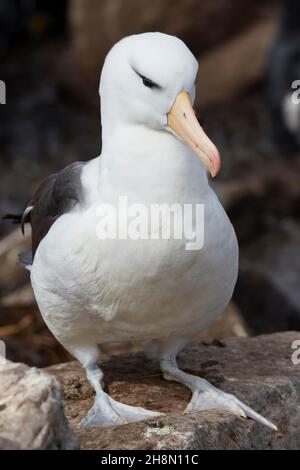 Albatross dal colore nero (Thalassarche melanophris), naso del Diavolo, Westpoint Island, Isole Falkland, territorio britannico d'oltremare Foto Stock