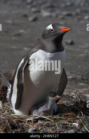 Pinguini Gentoo (Pygoscelis papua), madre con pulcini sul nido, Cooper Bay, South Georgia e South Sandwich Islands, British Overseas Territory Foto Stock