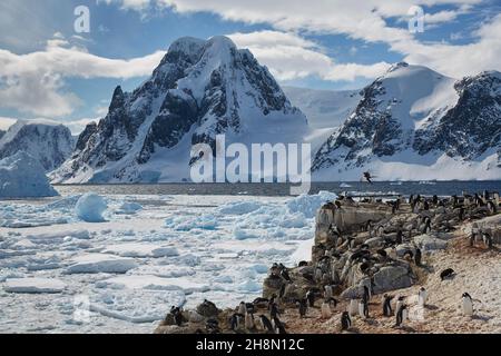 Pinguino di Adelie (Pygoscelis adeliae), pinguini di gentoo (Pygoscelis papua) e scacchi dall'occhio blu (alacrocarbo atriceps o Phalacrocorax atriceps), allevamento Foto Stock