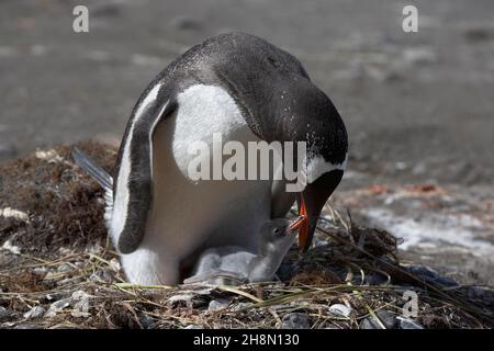 Pinguini Gentoo (Pygoscelis papua) sul nido, pulcini di alimentazione della madre, Cooper Bay, Georgia del Sud e Isole Sandwich del Sud, oltremare britannica Foto Stock