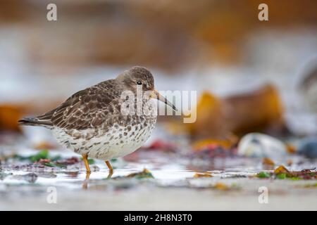 Sandpiper viola (Calidris maritima) che predilige le mudflats, il Mare di Wadden, Sito Patrimonio Mondiale dell'Umanità dell'UNESCO, Isola di Heligoland High Seas, Germania Foto Stock