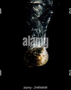 Conchiglie sotto l'acqua con bolle d'aria Foto Stock