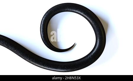 coda di un serpente nero, isolata su sfondo bianco Foto Stock