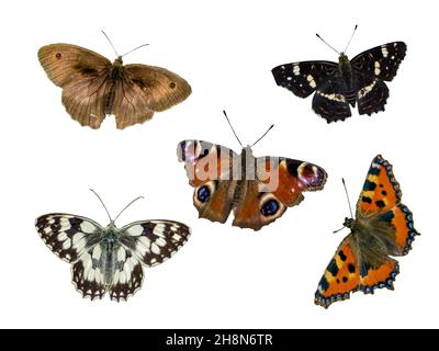 farfalle diverse isolate su sfondo bianco Foto Stock