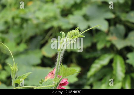 Lauki o zucca pianta germogli ravvicinato, tendrili freschi in crescita da pianta di calabash in primavera Foto Stock