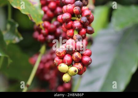 Mazzo di caffè robusta maten pronto per essere raccolto in una piantagione di caffè biologico Foto Stock