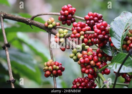 Coffee Plant Branch con bacche di caffè maturanti, ciliegie robusta pronte per essere raccolte Foto Stock