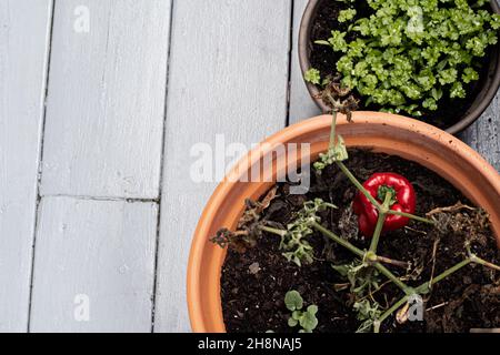 Pepe rosso pianta in una pentola di ceramica e prezzemolo fresco crescere in una pentola piccola all'aperto. Vista dall'alto delle pentole del giardino e del pavimento del patio in legno. Foto Stock