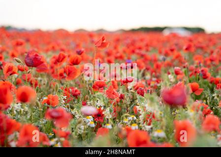 Campo di papavero rosso vicino alla periferia di Vienna al tramonto. Foto retroilluminata in formato orizzontale con molti papaveri rossi. Foto Stock